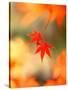 Maple Leaves-null-Stretched Canvas