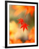 Maple Leaves-null-Framed Premium Photographic Print