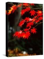 Maple Leaves-null-Stretched Canvas