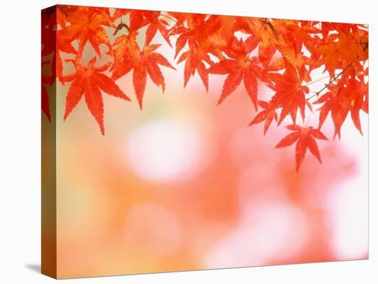 Maple Leaves-null-Stretched Canvas