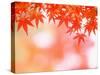 Maple Leaves-null-Stretched Canvas