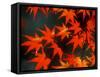 Maple Leaves-null-Framed Stretched Canvas