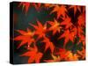 Maple Leaves-null-Stretched Canvas