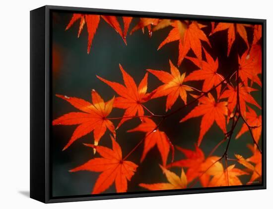 Maple Leaves-null-Framed Stretched Canvas