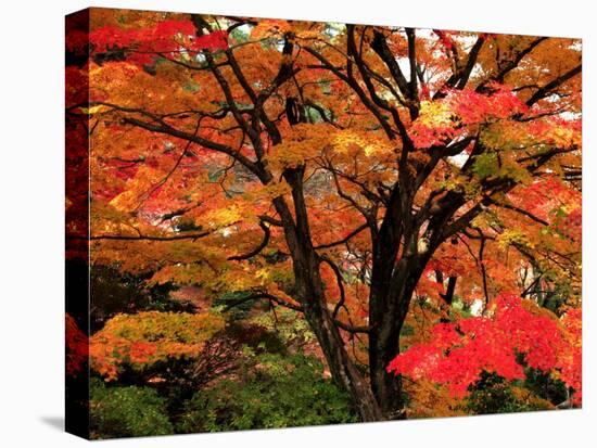 Maple Leaves-null-Stretched Canvas