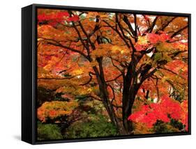 Maple Leaves-null-Framed Stretched Canvas