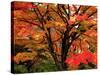 Maple Leaves-null-Stretched Canvas