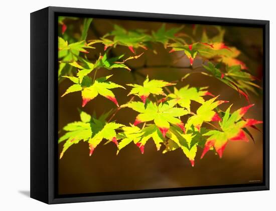 Maple Leaves-null-Framed Stretched Canvas