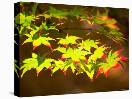 Maple Leaves-null-Stretched Canvas