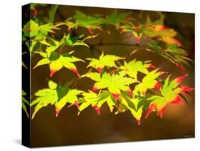 Maple Leaves-null-Stretched Canvas