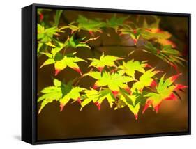 Maple Leaves-null-Framed Stretched Canvas