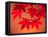 Maple Leaves-null-Framed Stretched Canvas