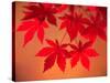 Maple Leaves-null-Stretched Canvas