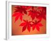 Maple Leaves-null-Framed Premium Photographic Print