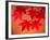 Maple Leaves-null-Framed Premium Photographic Print