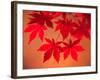 Maple Leaves-null-Framed Premium Photographic Print