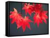 Maple Leaves-null-Framed Stretched Canvas