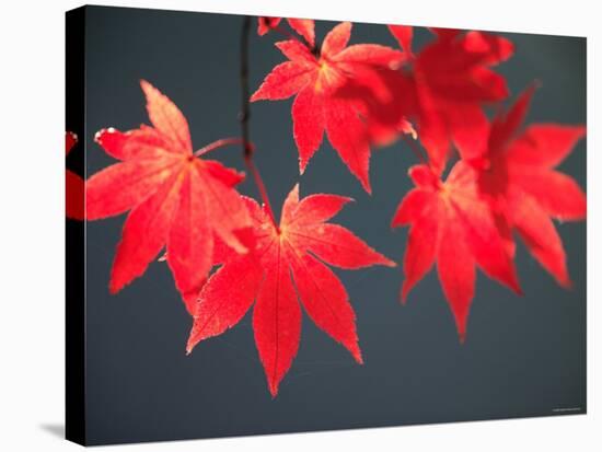 Maple Leaves-null-Stretched Canvas