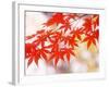 Maple Leaves-null-Framed Photographic Print