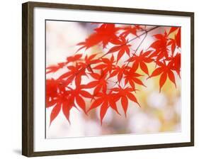 Maple Leaves-null-Framed Photographic Print