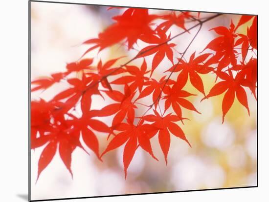 Maple Leaves-null-Mounted Photographic Print