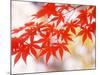 Maple Leaves-null-Mounted Photographic Print