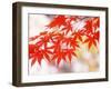 Maple Leaves-null-Framed Photographic Print