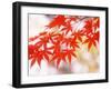 Maple Leaves-null-Framed Photographic Print