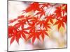 Maple Leaves-null-Mounted Photographic Print