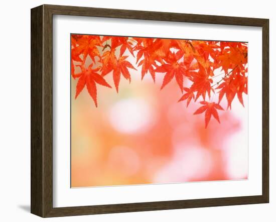 Maple Leaves-null-Framed Photographic Print