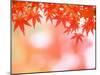 Maple Leaves-null-Mounted Photographic Print