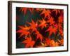 Maple Leaves-null-Framed Photographic Print