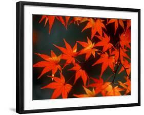 Maple Leaves-null-Framed Photographic Print