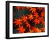 Maple Leaves-null-Framed Photographic Print