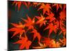 Maple Leaves-null-Mounted Photographic Print