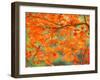 Maple Leaves-null-Framed Photographic Print