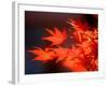 Maple Leaves-null-Framed Photographic Print