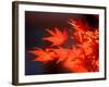 Maple Leaves-null-Framed Photographic Print