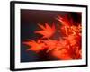 Maple Leaves-null-Framed Photographic Print