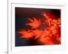 Maple Leaves-null-Framed Photographic Print