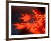 Maple Leaves-null-Framed Photographic Print