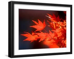 Maple Leaves-null-Framed Photographic Print