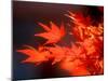 Maple Leaves-null-Mounted Photographic Print