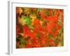 Maple Leaves-null-Framed Photographic Print