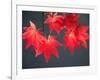 Maple Leaves-null-Framed Photographic Print