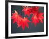 Maple Leaves-null-Framed Photographic Print