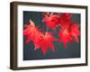 Maple Leaves-null-Framed Photographic Print