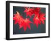 Maple Leaves-null-Framed Photographic Print