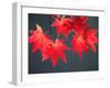 Maple Leaves-null-Framed Photographic Print