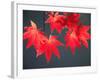 Maple Leaves-null-Framed Photographic Print